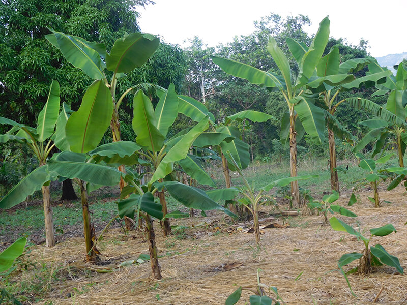 Banana plants to propagate