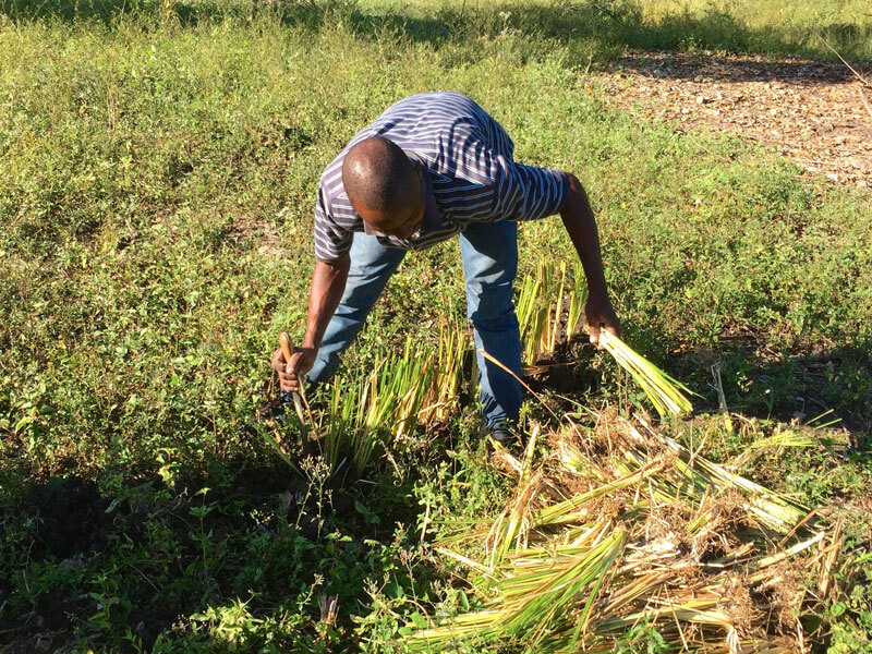 agri-plus-sustainable-haitian-farmers