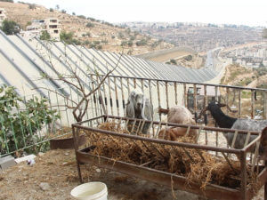 Bethlehem, Birth Place of Jesus, West Bank Town, Christian Aid Ministries