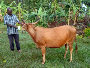 A cow, Christian Aid Minstries