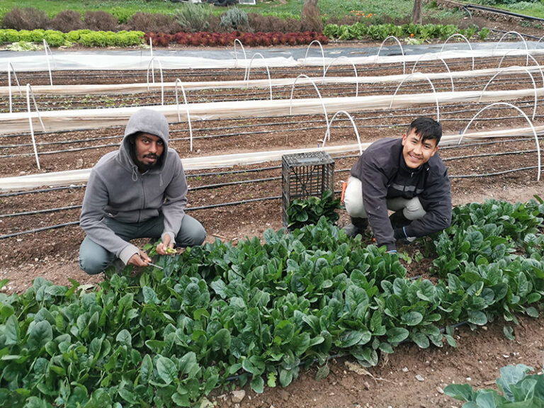 Refugees in Greece picking spinach