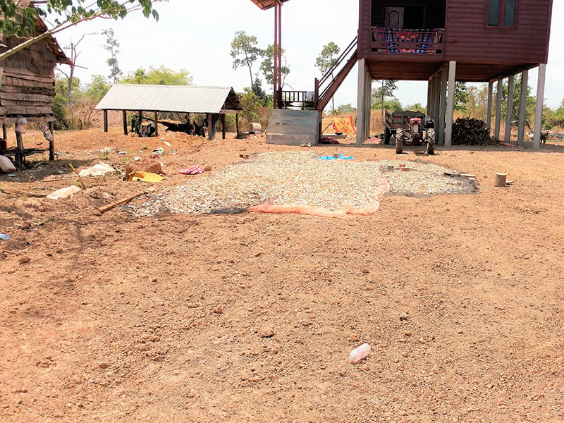 Home 5 SALT cassava